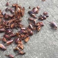 天氣變冷蟑螂都藏到哪去了呢？