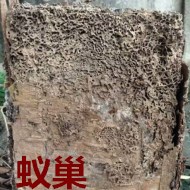 別墅墻體挖出超大白蟻巢?。?！