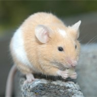 9大滅鼠奇招?。。? />             <div   id=