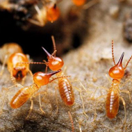 春雨綿綿，馬上又要進入到白蟻紛飛高發(fā)時期